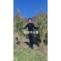 胡枝子苗-胡枝子小苗销售价格-东北特色苗木-莹莹苗圃