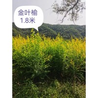 金叶榆-东北金叶榆基地-金叶榆苗-绿篱小苗-莹莹苗圃