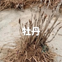 2-3年盆栽精品牡丹苗 阳台庭院观赏 颜色艳丽 洛阳浩林绿化
