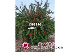 丛生花石榴-花石榴树价格-洛阳石榴树苗销售 果树苗-浩林绿化图1