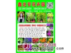 大量供应金山绣线菊杯苗 绣线菊 东北绿化苗 鑫北芳花卉园图1