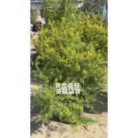 平枝荀子 自家苗圃种植 长势旺盛 根系发达 丰彩花卉园艺