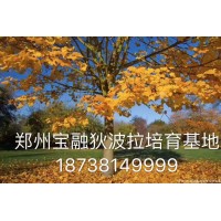 黄金枫-狄波拉黄金枫-郑州宝融种植有限公司-彩叶树
