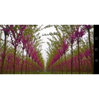 巨紫荆 丛生紫荆树 家园绿化工程树 规格全品种多-郑州宝融园林