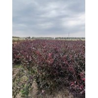 红叶李-密枝红叶李苗红叶李球量大质优百万苗量冠幅饱满 陈亮苗圃