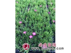 石竹穴盘苗-彩虹石竹-时令草花-青州花卉基地-英桦园林图1