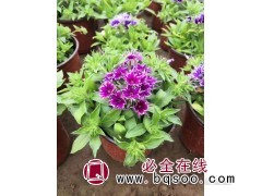 小天蓝绣球-花坛造景穴盘苗-节日花卉-青州花卉-英桦园林图1