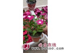 长春花 天天开种植基地 工程花海用苗 全年花期 英桦园林图1