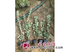 苗圃供应 金边黄杨 四季常青绿篱苗 金边冬青 绿篱苗 英桦图1