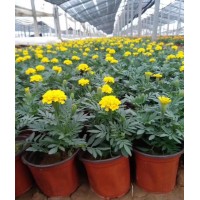 苗圃直供 南非万寿菊 盆栽 公园花海用苗 花色缤纷 观赏性好 英桦园林