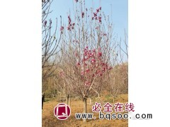 行道风景树广玉兰树苗 广玉兰品质优 南阳玉兰 诚美生态园林图1
