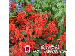 基地出售一串红 色彩鲜艳 耐旱易成活 庭院花园花卉 风林种业图1