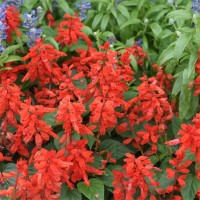 基地出售一串红 色彩鲜艳 耐旱易成活 庭院花园花卉 风林种业
