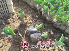 郁金香