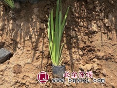水生鸢尾