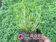千屈菜