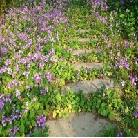 二月兰种子 耐贫瘠植物花籽 耐酸碱土壤 适应性强绿化播种建圃育苗 风林种业