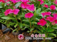 长春花