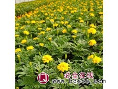 孔雀草 花繁叶茂 湿地绿化 草花种子 盆栽观赏 常州风林种业图1