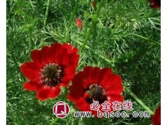 福寿花种子-金盏花-草花种子-一二年生草花种子-风林种业图1