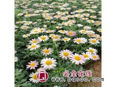 木春菊 又名茼蒿菊 花期长 庭院养殖品种 花色丰富 风林种业图1