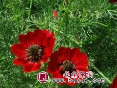 福寿花