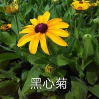 黑心菊 庭院常见栽培花卉 喜阳光 耐寒好 适应好 草花种子 风林种业