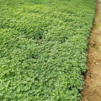 耧斗菜 多年生草本植物 花坛花镜道路两旁庭院园林种植工程苗 风林种业