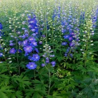 大花飞燕草种子 耐寒耐旱花坛花镜 观赏花卉园林景区造景苗 风林种业