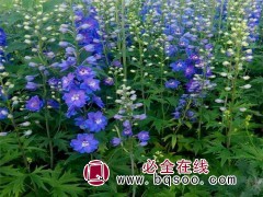 大花飞燕草