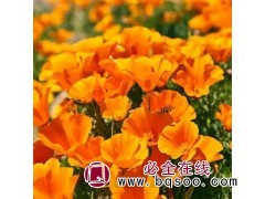 花菱草种子 草花种子批发 多年生宿根花卉 道路公园绿化 风林图1