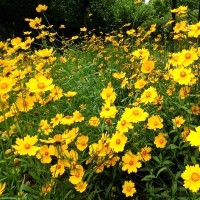 大花金鸡菊种子 耐寒宿根 多年生庭院护坡 花海打造 绿化边坡花卉种籽 风林种业