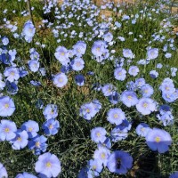 蓝亚麻多年生亚 生长快 花期长 城市道路绿化 栽植观赏苗 风林种业