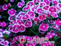 五彩石竹