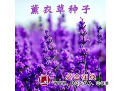 薰衣草种子 四季种植花籽 绿化花苗多年生耐寒草薰衣草 风林图1