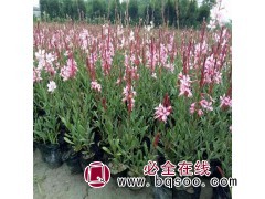 园林花艺籽 山桃草种子 绿化观赏草花花籽 发芽率高 风林种业图1