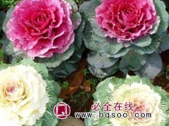 羽衣甘蓝
