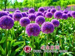 大花葱种子