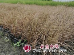 苔草
