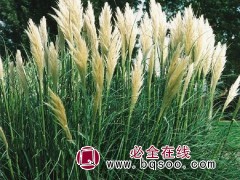 矮蒲苇