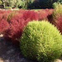 红叶地肤 园林景区地栽绿化小区庭院小区观赏种植苗 地服种子 进口花卉种子 风林