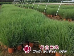 毛冠草