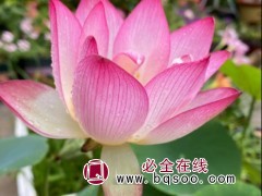 碗莲种子