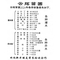 小叶丁香-暴马丁香-小叶丁香-东北苗木-园林绿化苗-云辉苗圃