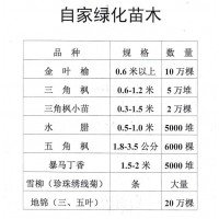 金叶榆-金叶榆苗-60公分以上大量供应-东北绿化苗木基地