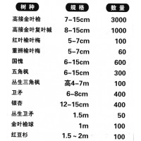 金叶榆-高接金叶榆-7-15公分金叶榆工程苗-东北绿化苗木