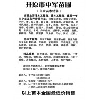 密枝红叶李、地接金叶榆-开原市中军苗圃-东北绿化苗木基地