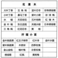 丁香苗-大叶丁香-小叶丁香-东北园林绿化苗-抚顺君兰苗圃