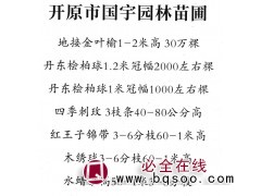 地接金叶榆1-2米高 30万棵 开原市国宇园林苗圃图1