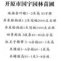 地接金叶榆1-2米高 30万棵 开原市国宇园林苗圃